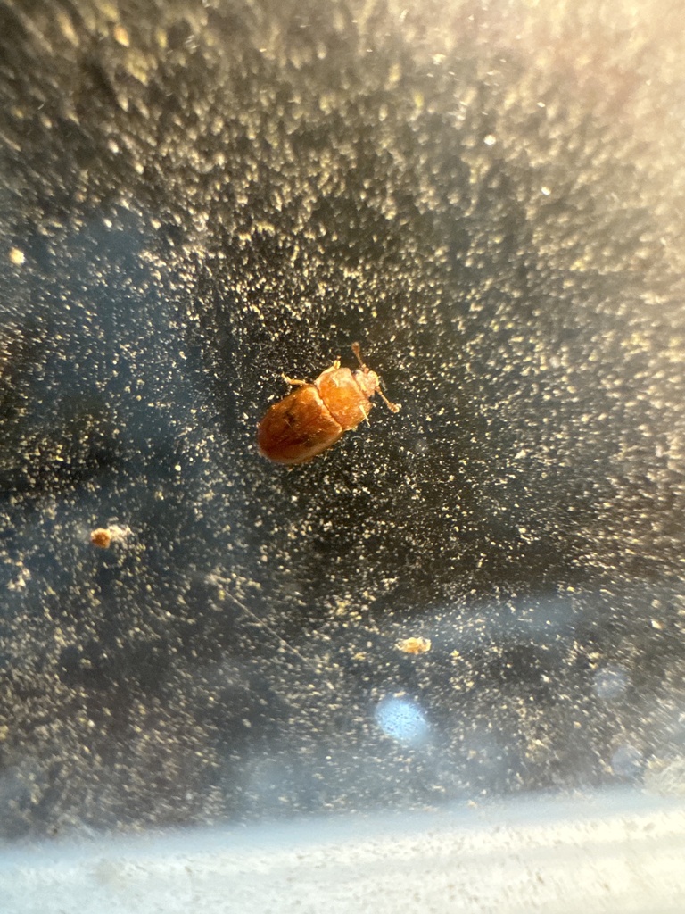 Epuraea lengi