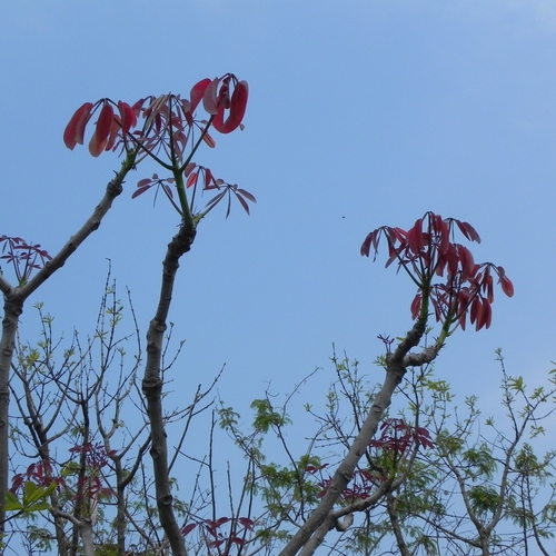Pseudobombax longiflorum
