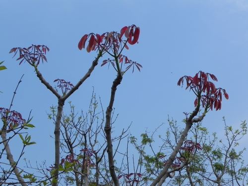 Pseudobombax longiflorum