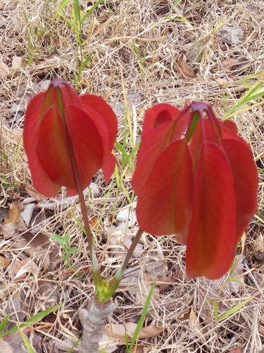 Pseudobombax longiflorum