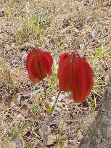 Pseudobombax longiflorum