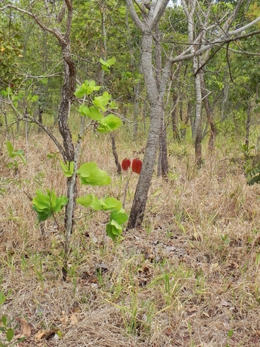 Pseudobombax longiflorum