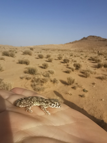 Northern Elegant Gecko