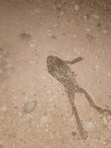 Mauritanian Toad