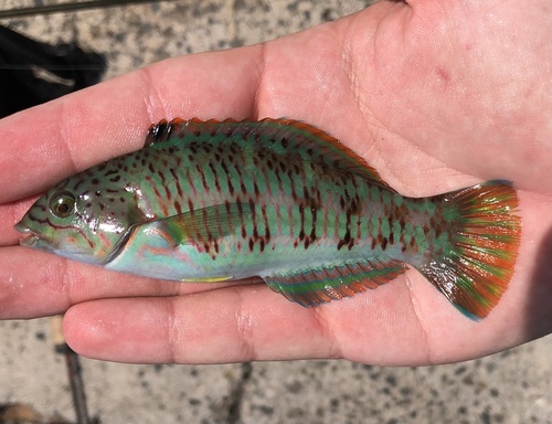 Christmas wrasse (Thalassoma trilobatum) — Labridae — 2