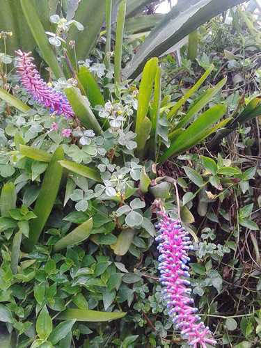 Aechmea gamosepala
