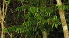 Casearia arborea