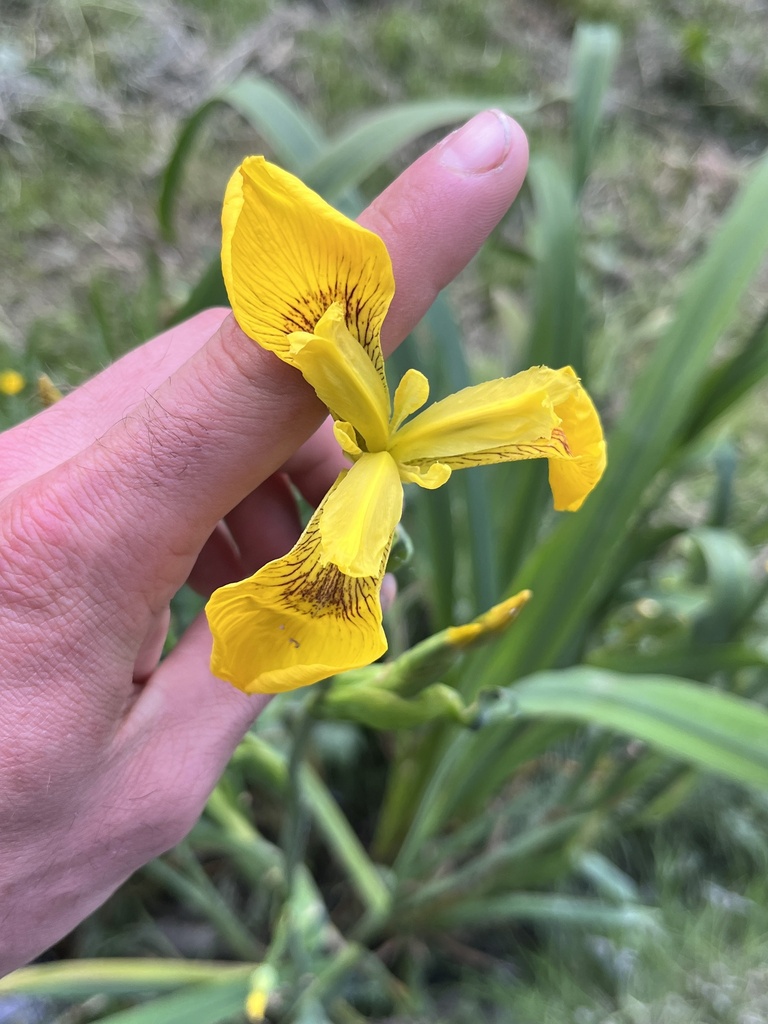 Yellow Iris from Hat Island, Everett, WA, US on May 23, 2024 at 04:47 ...