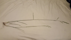 Festuca subverticillata