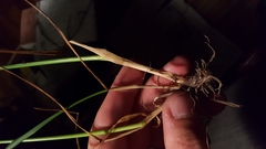 Festuca subverticillata