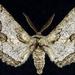 Biston sinuaria - Photo (c) Jim Vargo at Moth Photographers Group, alguns direitos reservados (CC BY-NC-SA)