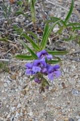 Penstemon speciosus