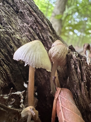 Mycena inclinata