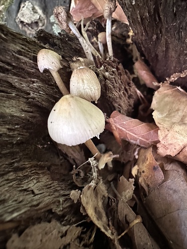 Mycena inclinata (Photo 2 of 4)