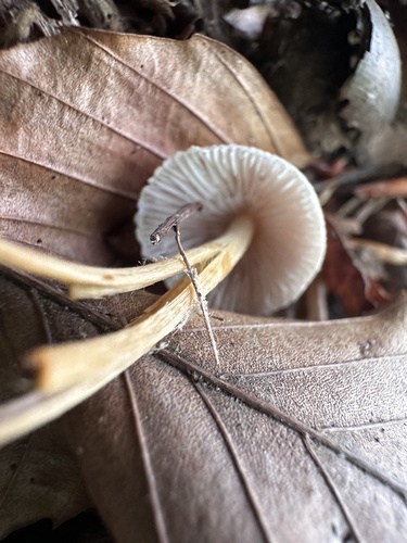Mycena inclinata (Photo 3 of 4)