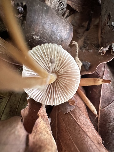 Mycena inclinata (Photo 4 of 4)