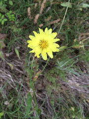 Pyrrhopappus pauciflorus