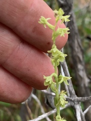 Platanthera cooperi