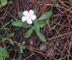 Ruellia ciliosa
