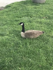 Branta canadensis