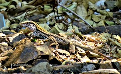 Aspidoscelis costatus occidentalis