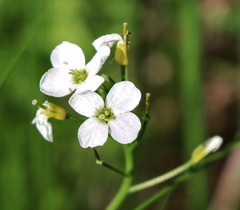 Cardamine pratensis