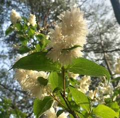 Deutzia