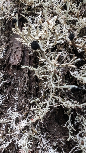 Bunodophoron melanocarpum