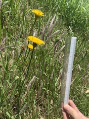 Hypochaeris radicata