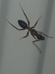 Camponotus inaequalis