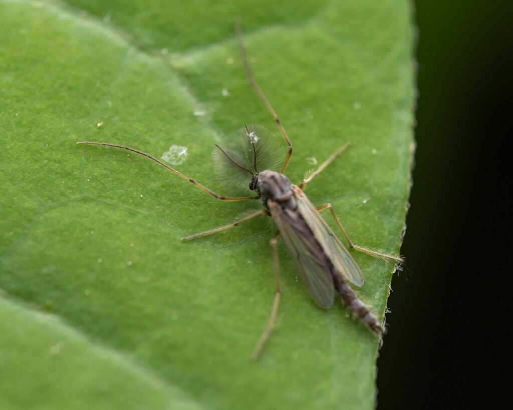 Dicrotendipes fumidus