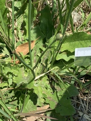 Hypochaeris radicata