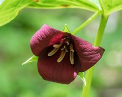 Trillium vaseyi