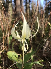 Bruce Bailey, CC BY, iNaturalist via GBIF Erythronium idahoense, photograph Bruce Bailey, CC BY, iNaturalist via GBIF