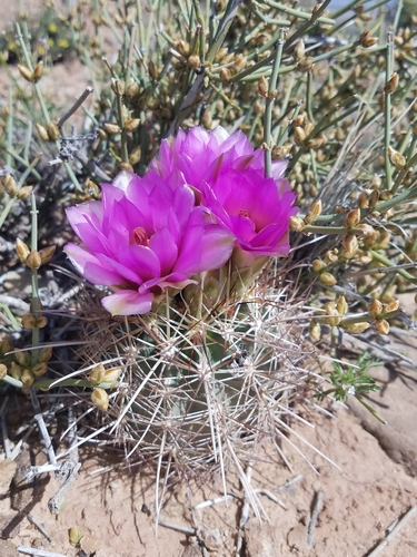 Smallflower Fishhook Cactus