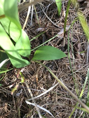 Erythronium idahoense, photograph 4