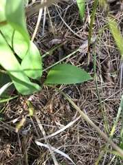 Bruce Bailey, CC BY, iNaturalist via GBIF Erythronium idahoense, photograph Bruce Bailey, CC BY, iNaturalist via GBIF