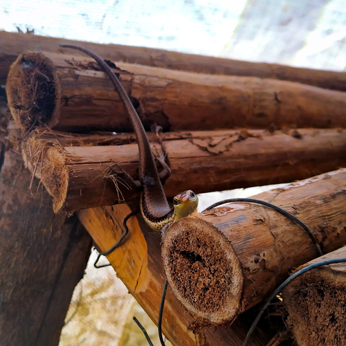 Maracaibo Skink, Maracaiba zuliae