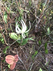 Bruce Bailey, CC BY, iNaturalist via GBIF Erythronium idahoense, photograph Bruce Bailey, CC BY, iNaturalist via GBIF