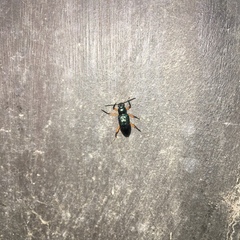 Strongylium erythrocephalum