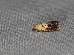 Cydia fletcherana