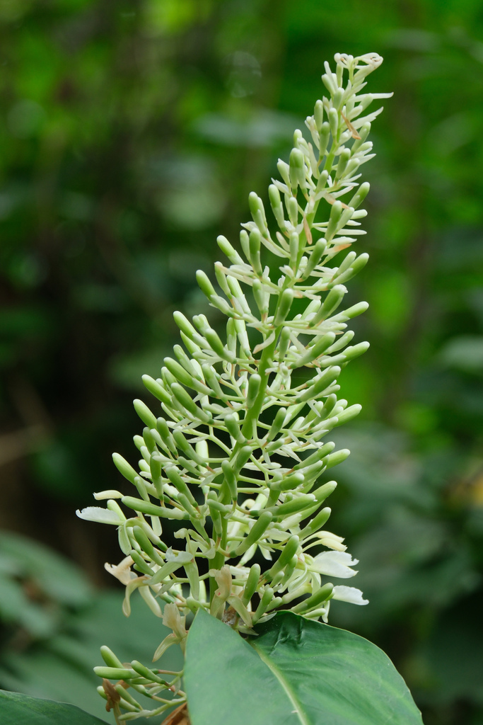 Greater galangal