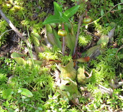 Sarracenia purpurea