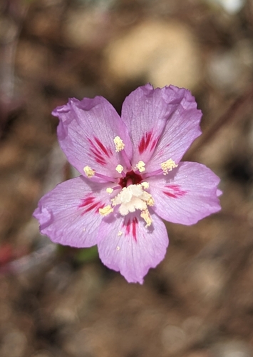 Graceful Clarkia