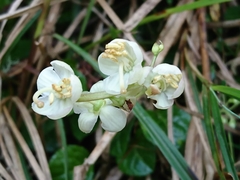 Pyrola morrisonensis