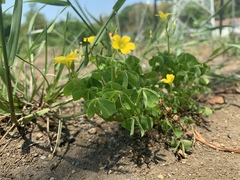 Oxalis corniculata