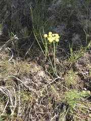 Lomatium simplex
