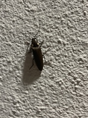 Ignelater havaniensis