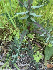 Sonchus asper