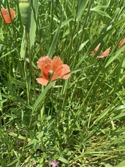 Papaver dubium
